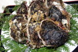 錦盛丸天海岩牡蠣 　　育成　管理　漁場　管理　緋扇　岩牡蠣　イワガキ　通販　いわがき　牡蠣　蠣　カキ　生カキ　